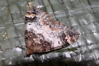 Dysstroma truncata