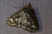 Elophila nymphaeata