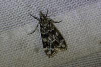Eudonia delunella