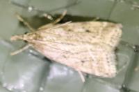 Eudonia pallida