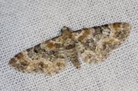 Eupithecia pulchellata