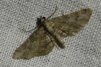 Gymnoscelis rufifasciata