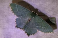 Hemithea aestivaria