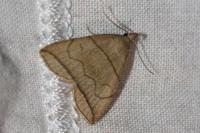 Herminia grisealis