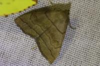 Herminia tarsicrinalis