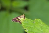 Pyrausta purpuralis