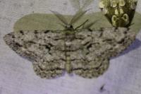 Hypomecis roboraria