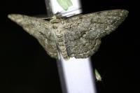 Hypomecis roboraria
