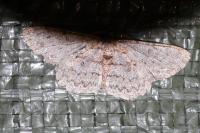 Hypomecis punctinalis