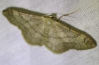 Idaea aversata