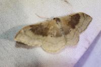 Idaea degeneraria