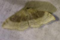 Idaea degeneraria