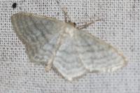 Idaea subsericeata