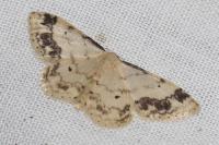 Idaea trigeminata