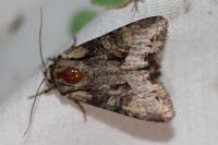 Lacanobia w-latinum