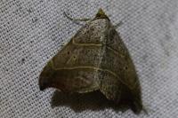 Laspeyria flexula