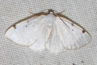 Lomographa bimaculata