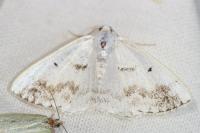 Lomographa temerata