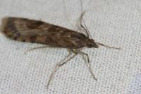 Nomophila noctuella