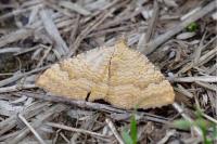 Camptogramma bilineata