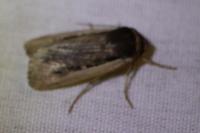 Ochropleura leucogaster