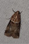Acrobasis tumidana