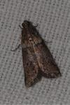 Acrobasis
