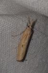 Agriphila inquinatella
