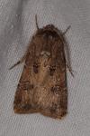 Agrotis bigramma