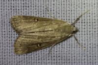 Parapoynx stratiotata