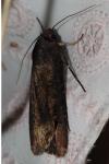 Agrotis ipsilon