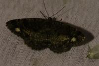 Parectropis similaria