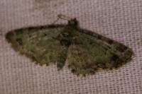Pasiphila rectangulata