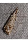 Catoptria falsella
