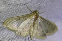 Patania ruralis