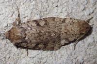 Amphipyra effusa