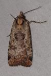 Epilecta linogrisea