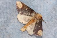 Phalera bucephala