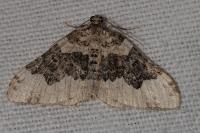 Epirrhoe galiata