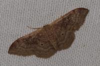 Idaea degeneraria