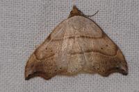 Laspeyria flexula