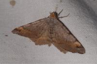 Macaria liturata