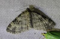 Pterapherapteryx sexalata