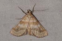 Metasia suppandalis