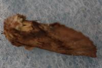 Ptilodon capucina