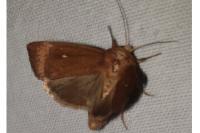 Mythimna albipuncta