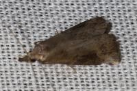 Schrankia costaestrigalis
