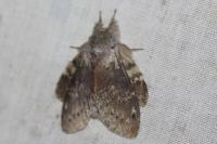 Stauropus fagi