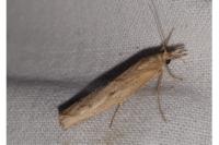 Pediasia contaminella