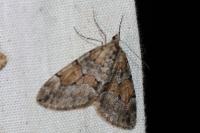 Thera obeliscata